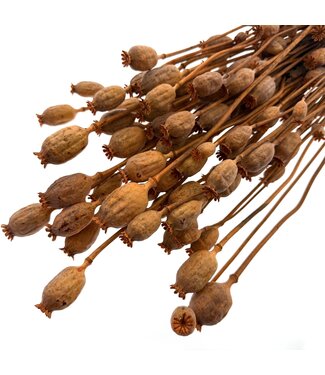 Dutch Dried Pavot Somniferum Orange fleurs séchées | Longueur ± 65 centimètres | Poids ± 200 grammes
