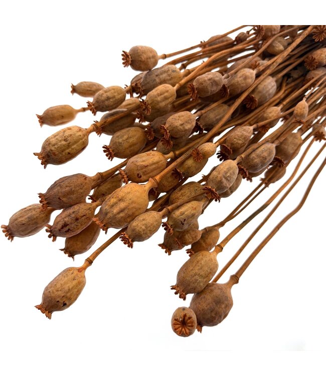 Oranger Papaver Somniferum Trockenblumen | Länge ± 65 Zentimeter | Gewicht ± 200 Gramm