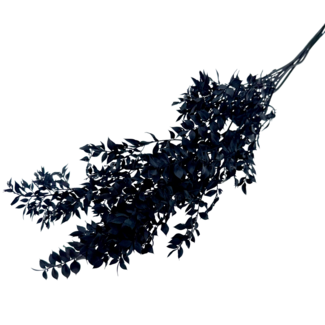 Dolce Vita Zwarte Ruscus droogbloemen | Lengte ± 65 centimeter | Gewicht ± 100 gram