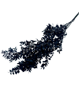 Dolce Vita Black Ruscus dried flowers | Length ± 65 centimetres | Weight ± 100 grams