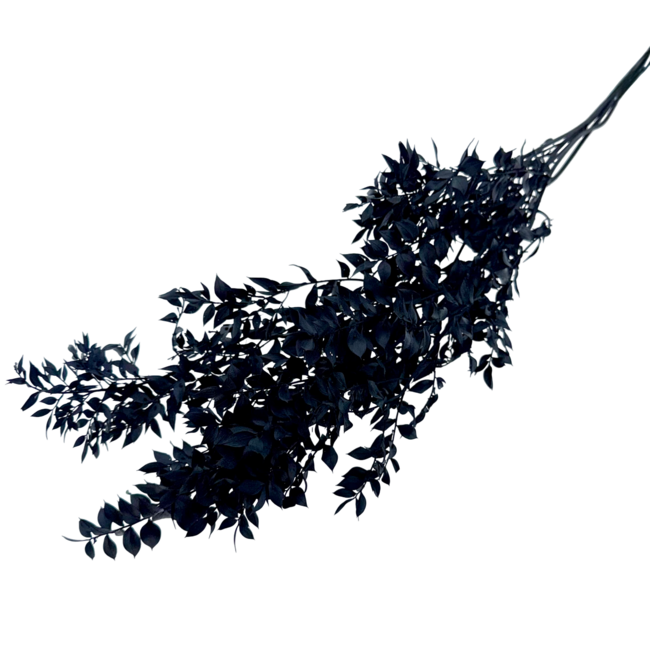 Zwarte Ruscus droogbloemen | Lengte ± 65 centimeter | Gewicht ± 100 gram