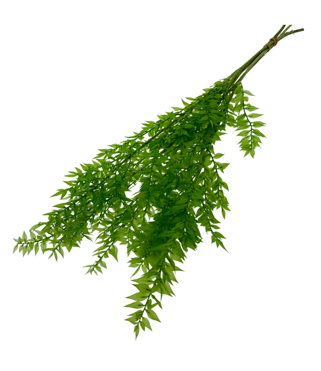 Light green Ruscus dried flowers | Length ± 65 centimetres | Weight ± 100 grams