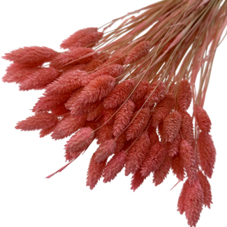 Dolce Vita Rosa Phalaris Trockenblumen | Länge ± 65 Zentimeter | Gewicht ± 150 Gramm