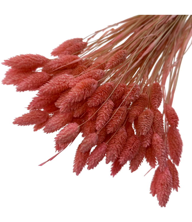 Pink Phalaris dried flowers | Length ± 65 centimetres | Weight ± 150 grams