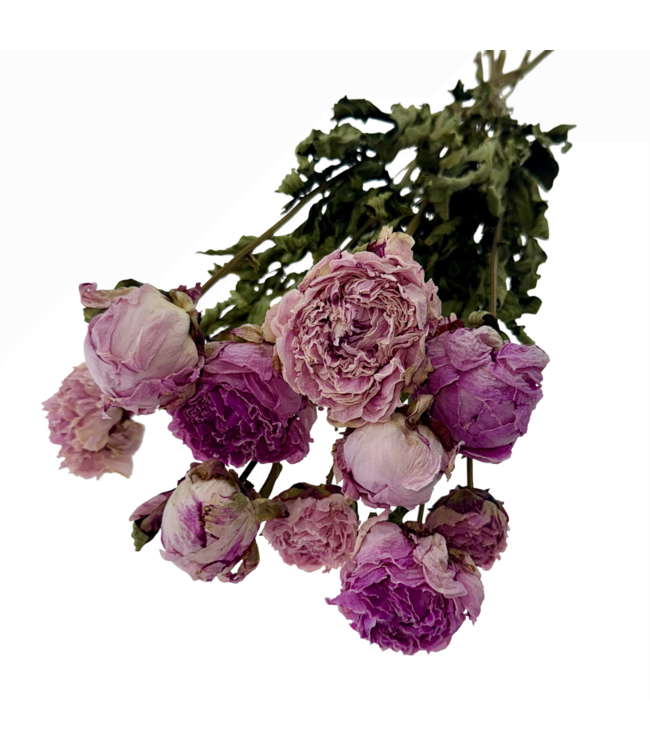 Trockenblumenstrauß Paeonia Passion | Farbe: Rosa Mix | Länge: 65 Zentimeter | Pro 10 Pfingstrosen