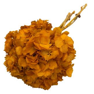 Casa Alegria Oranje Hydrangea | Gepreserveerde Hortensia | Gewicht ± 50 gram | Per 3 stelen