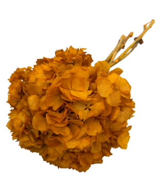 Casa Alegria Oranje Hydrangea | Gepreserveerde Hortensia | Gewicht ± 50 gram | Per 3 stelen