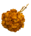 Hortensia Orange | Hortensia Préservée | Poids ± 50 grammes | Par 3 tiges