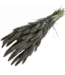 Frosted Grey Setarea droogbloemen | Lengte ± 70 centimeter | Gewicht ± 150 gram
