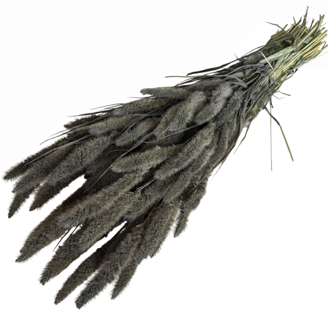 Frosted Grey Setaria dried flowers | Length ± 70 centimetres | Weight ± 150 grams