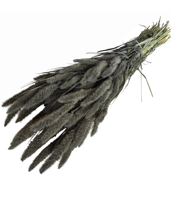 Frosted Grey Setarea droogbloemen | Lengte ± 70 centimeter | Gewicht ± 150 gram
