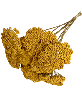 Dutch Dried Achillea Parker séchée naturelle | Longueur ± 65 centimètres | Par 10 tiges