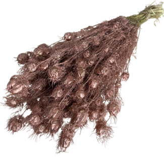 Dutch Dried Copper-coloured Nigella dried flowers | Length ± 55 centimetres | Weight ± 100 grams