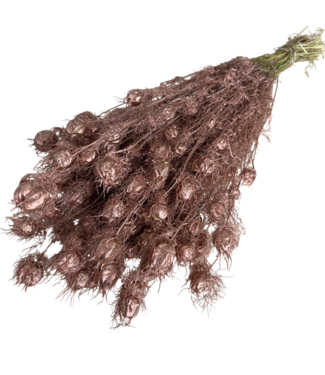 Dutch Dried Koperkleurige Nigella droogbloemen | Lengte ± 55 centimeter | Gewicht ± 100 gram