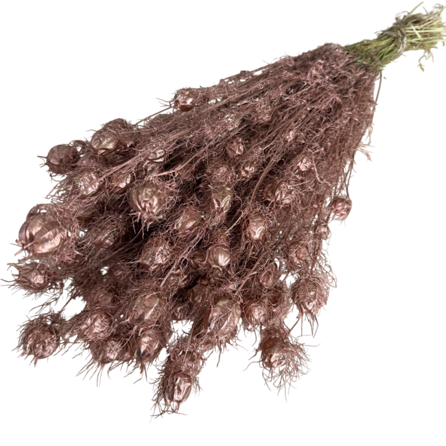 Kupferfarbene Nigella Trockenblumen | Länge ± 55 Zentimeter | Gewicht ± 100 Gramm