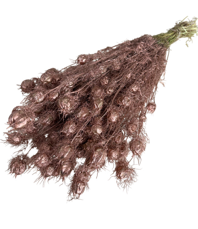 Nigella séchée couleur cuivre | Longueur ± 55 centimètres | Poids ± 100 grammes