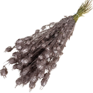 Dutch Dried Fleurs séchées de Nigella couleur champagne | Longueur ± 55 centimètres | Poids ± 100 grammes