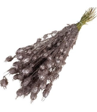 Dutch Dried Champagnerfarbene Nigella Trockenblumen | Länge ± 55 Zentimeter | Gewicht ± 100 Gramm