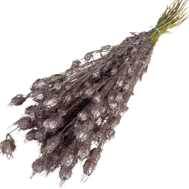 Champagnerfarbene Nigella Trockenblumen | Länge ± 55 Zentimeter | Gewicht ± 100 Gramm