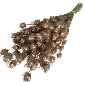 Dutch Dried Antique gold-coloured Nigella dried flowers | Length ± 55 centimetres | Weight ± 100 grams