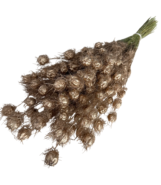 Fleurs séchées Nigella couleur or antique | Longueur ± 55 centimètres | Poids ± 100 grammes