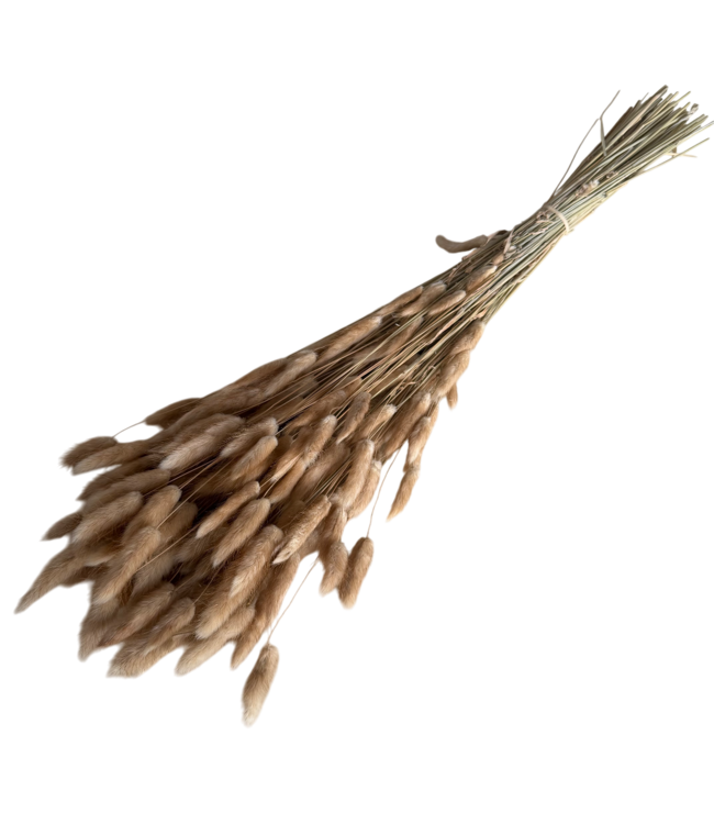 Lagurus séché naturel | Longueur ± 70 centimètres | Poids ± 100 grammes