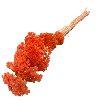 Casa Alegria Salmon-coloured Achillea Filipendulina dried flowers | Length ± 65 centimetres | Weight ± 100 grams