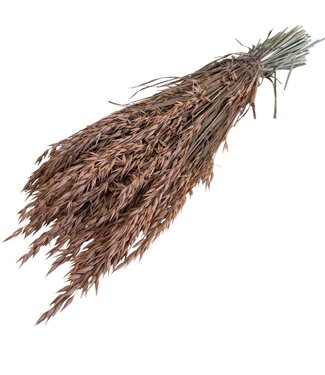 Casa Alegria Lachsfarbene Avena Hafer Trockenblumen | Länge ± 70 Zentimeter | Gewicht 150 Gramm