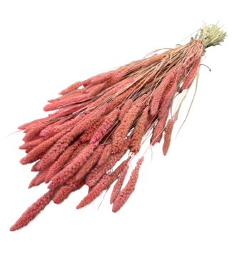 Dutch Dried Rosa Setarea Trockenblumen | Länge ± 70 Zentimeter | Gewicht ± 225 Gramm