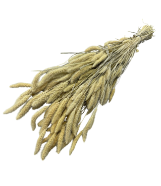 Dutch Dried Weiß gebleichte Setarea Trockenblumen | Länge ± 70 Zentimeter | Gewicht ± 225 Gramm