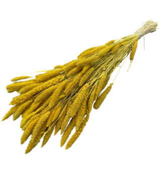 Dutch Dried Setarea séchée jaune | Longueur ± 70 centimètres | Poids ± 225 grammes