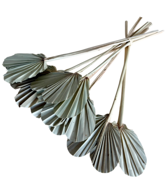 Casa Alegria Naturelle Hearts of Palm Trockenblumen | Länge ± 35 Zentimeter | Pro 10 Stiele