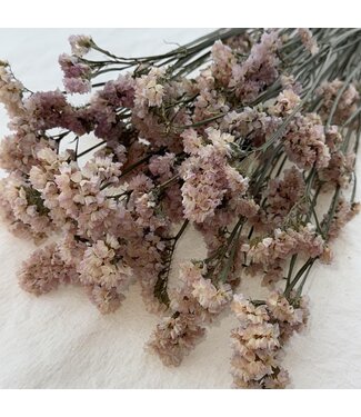 Dutch Dried Statice Sinuata séchées couleur saumon | Longueur ± 70 centimètres | Poids ± 75 grammes