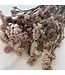 Salmon-coloured Statice Sinuata dried flowers | Length ± 70 centimetres | Weight ± 75 grams
