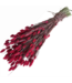 Dark pink Phalaris dried flowers | Length ± 65 centimetres | Weight ± 150 grams