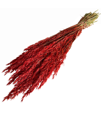 Dutch Dried Avoine séchée Burnt Orange | Longueur ± 70 centimètres | Poids 150 grammes