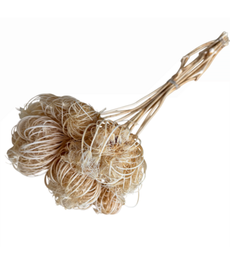 Dutch Dried White bleached Ammi Majus dried flowers | Length ± 50 centimetres | Per 10 stems