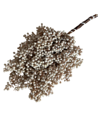 Dutch Dried White Bleached Schinus - Pepper Berries Dried Decoration | Length ± 35 centimetres | Weight ± 150 grams
