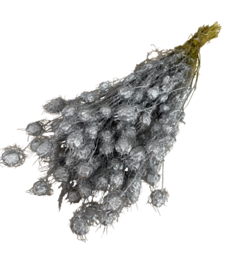 Dutch Dried Nigella séchée argentée | Longueur ± 55 centimètres | Poids ± 100 grammes