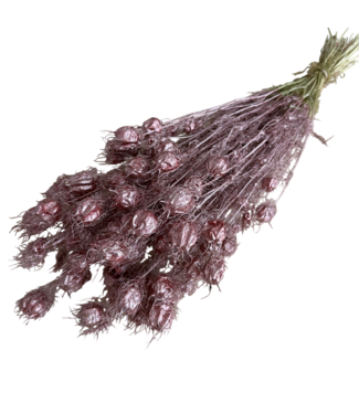 Dutch Dried Nigella séchées couleur or rose | Longueur ± 55 centimètres | Poids ± 100 grammes