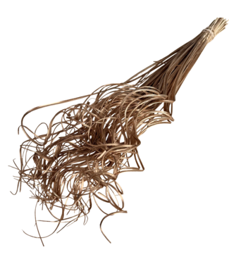 Dutch Dried Getrocknetes Palmblatt Nerv | Curly Ting Ting | Farbe: Platin | Trockenblumen | Länge ± 60 Zentimeter | Gewicht 100 Gramm