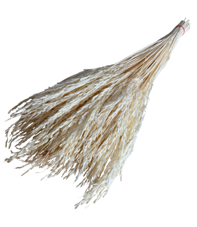 Herbe de riz blanchie blanche fleurs séchées | Longueur ± 50 centimètres | Poids ± 100 grammes
