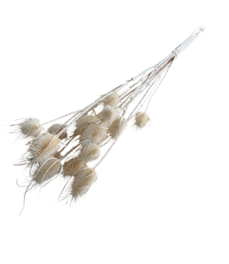 Dutch Dried White bleached Cardistella Thistles dried flowers | Length ± 70 centimetres | Per 10 stems