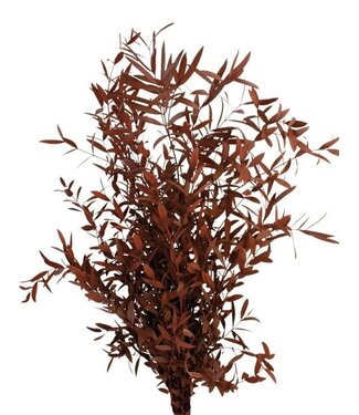 Casa Alegria Rode Eucalyptus Parvifolia | Gepreserveerd | Lengte ± 60 centimeter | Gewicht ± 150 gram