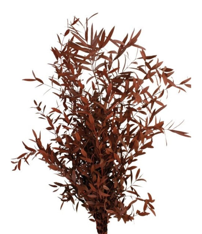 Eucalyptus Parvifolia Rouge | Préservé |  | Longueur ± 60 centimètres | Poids ± 150 grammes