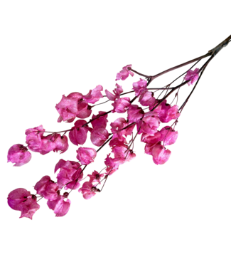 Dutch Dried Rosa Bougainvillea Trockenblumen | Länge ± 45 Zentimeter | Gewicht ± 35 Gramm