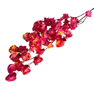 Casa Alegria Cerise Oranje Splatter Bougainvillea droogbloemen | Lengte ± 45 centimeter | Gewicht ± 35 gram