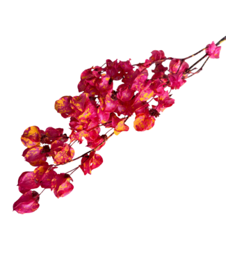 Casa Alegria Bougainvilliers séchés Cerise Orange Éclaboussure | Longueur ± 45 centimètres | Poids ± 35 grammes