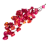 Cerise Oranje Splatter Bougainvillea droogbloemen | Lengte ± 45 centimeter | Gewicht ± 35 gram