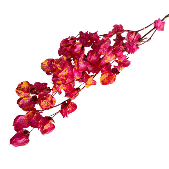 Cerise Oranje Splatter Bougainvillea droogbloemen | Lengte ± 45 centimeter | Gewicht ± 35 gram